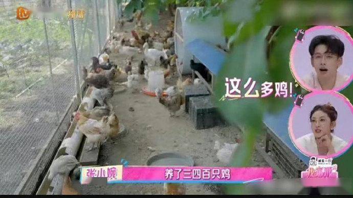 马天宇不拍戏改养鸡三四百只鸡开启别样人生